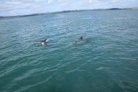 dolfijnen2