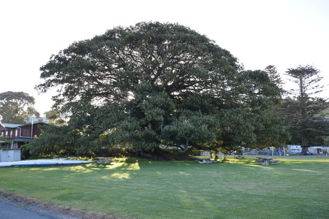 vijgenboom 1