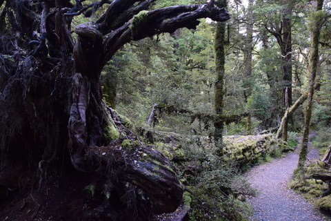 oerboom geveld oerboom geveld