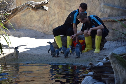 pinguïns eten geven